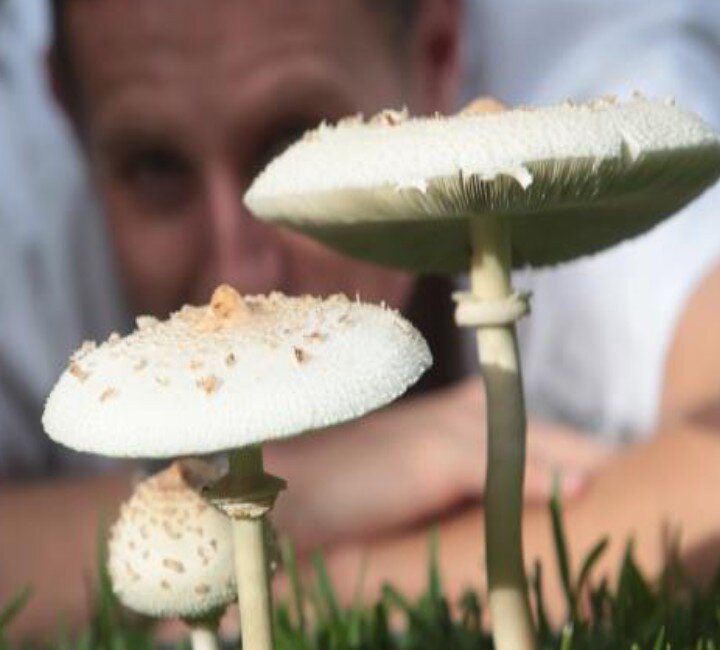 Сон с поганками станет поганой реальностью