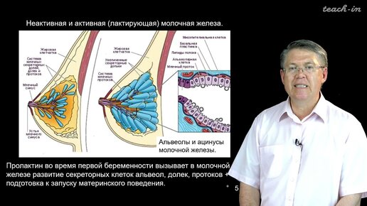 Дубынин В. А. - 100 часов школьной биологии - 1.14. Эндокринная система. Часть 2