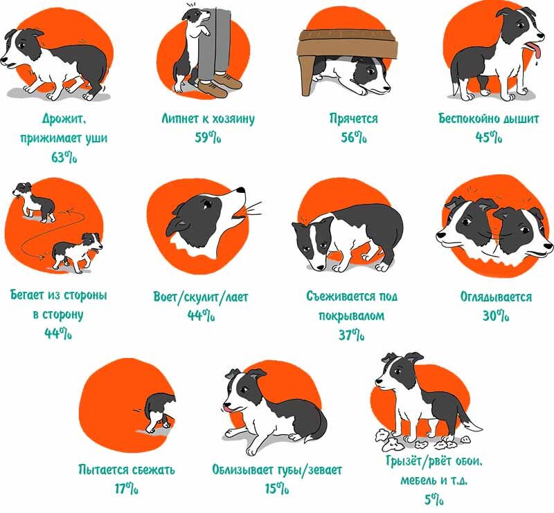 Признаки шумобоязни.  Фото с сайта https://vetapteka1.ru/