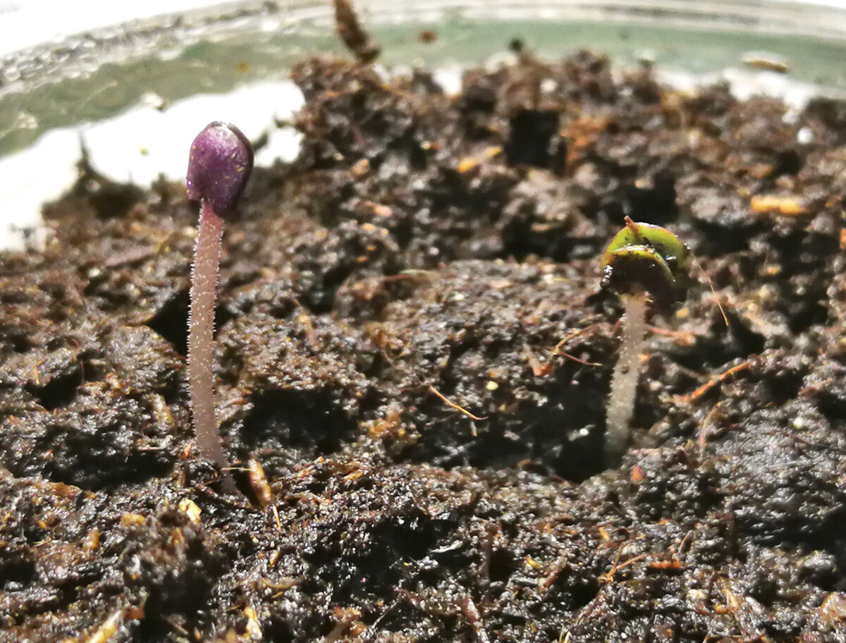 Проростки базилика