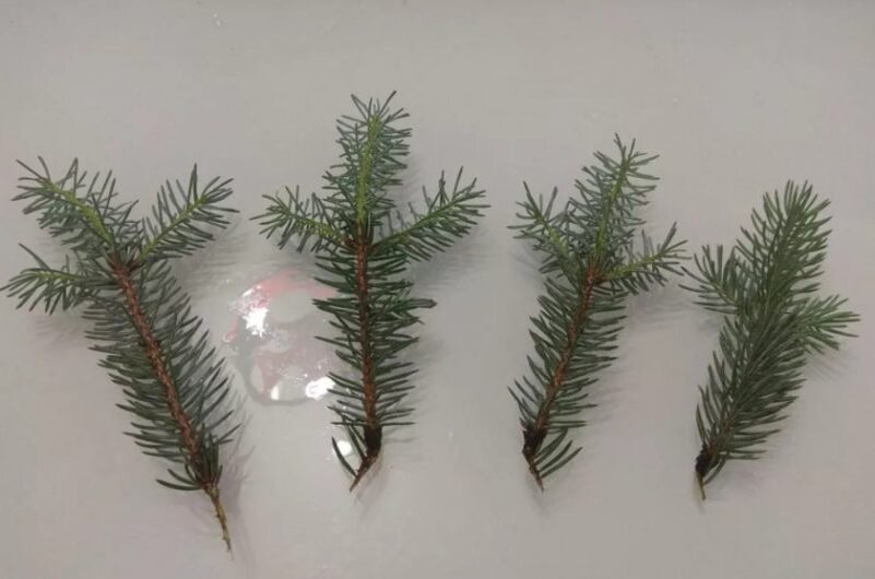 Черенки ели. Иллюстрация для статьи используется с сайта waysi.ru