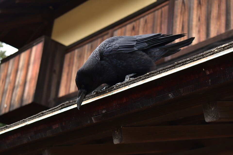 Фото: Pixabay