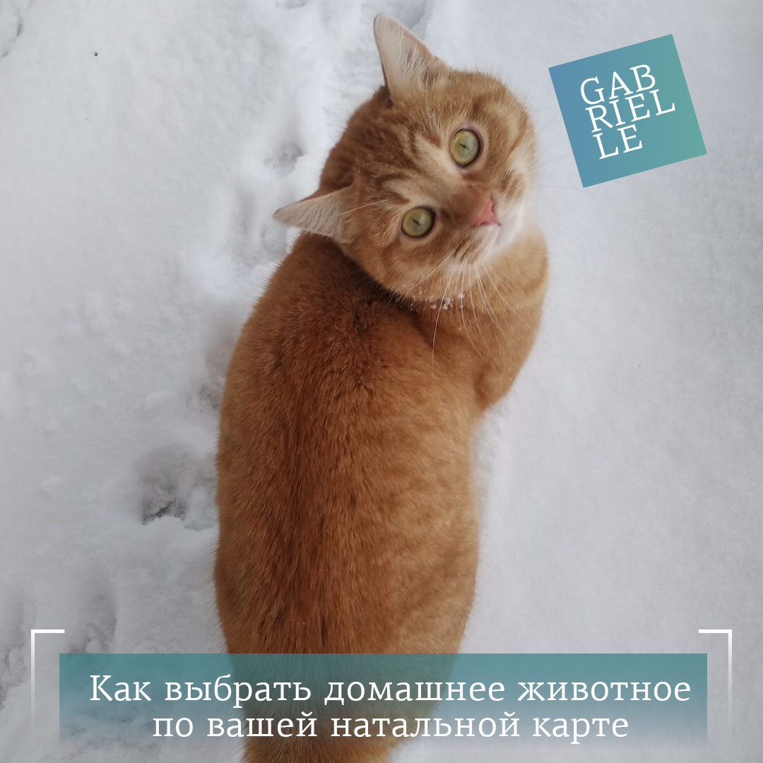 Урри Белкакотов