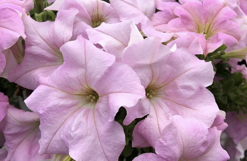 Что портит внешний вид петунии