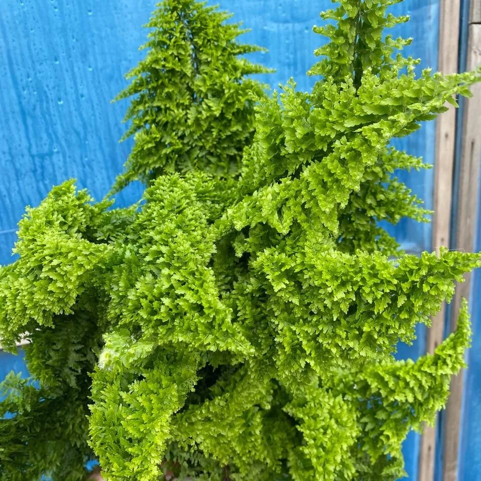 Нефролепис флаффи раффл. Нефролепис флаффи. Fluffy ruffles. Нефролепис флаффи раффлс. Папоротник нефролепис fluffy ruffles.