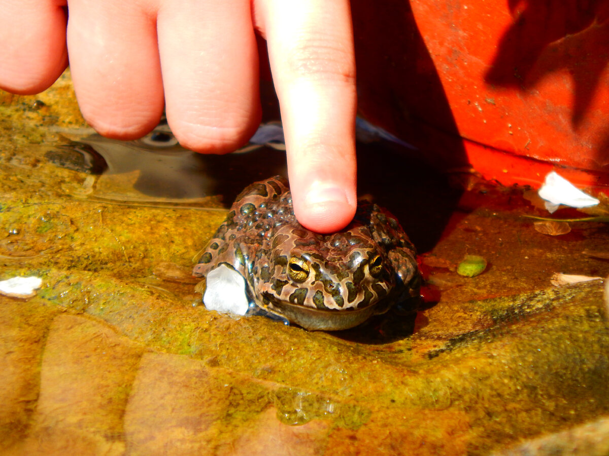 САмец был ручной..