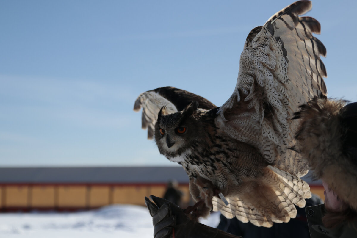 Филин Филимон. Центр соколиной охоты Константина Соколова