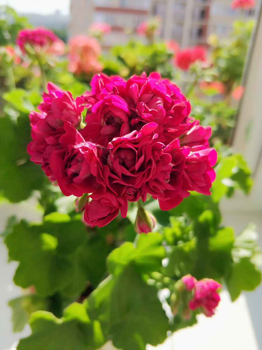 Monseruds rosen пеларгония фото
