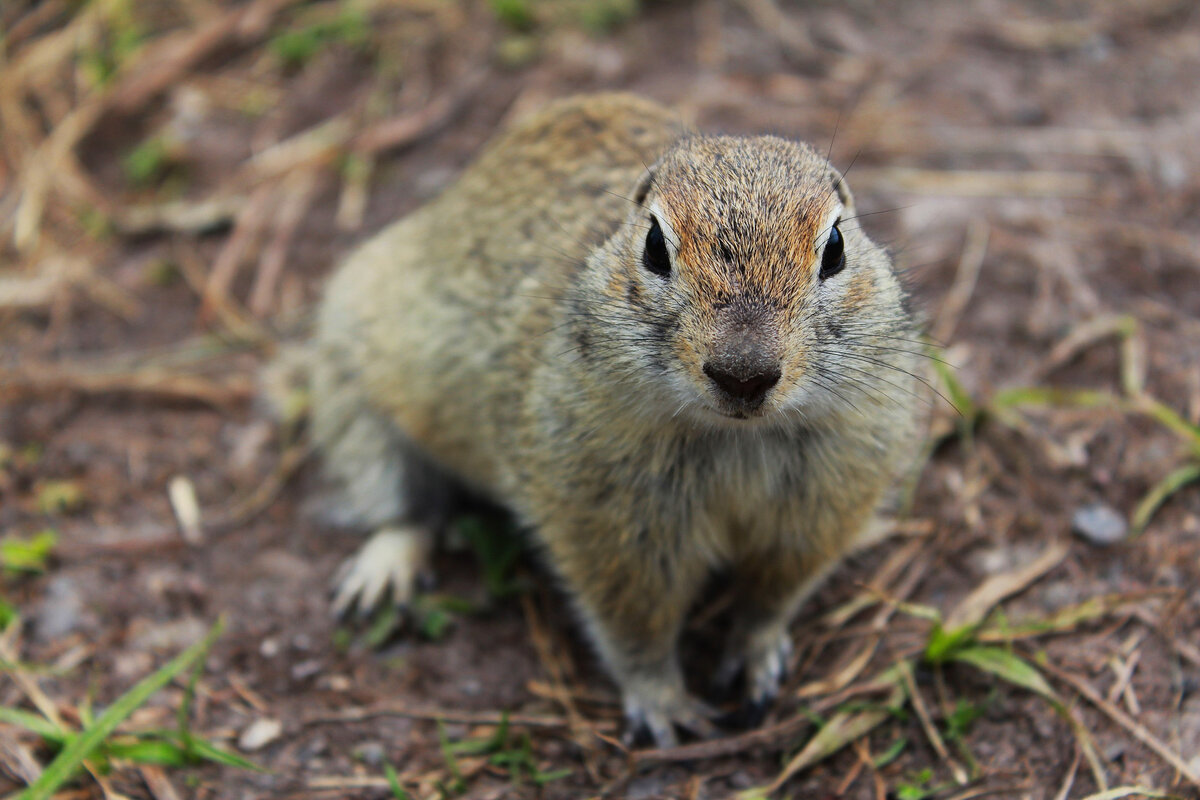 Суслик 7 букв. Spermophilus undulatus фото.