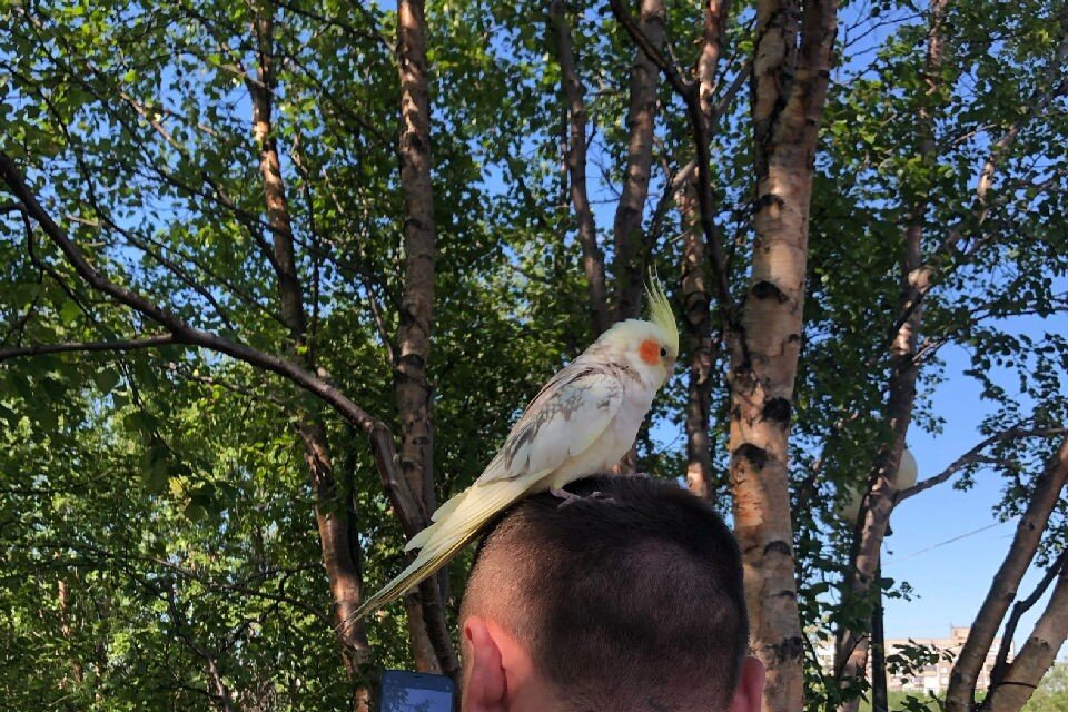     Птица сидела в парке на Семеновском озере. Фото: Николай Зобов