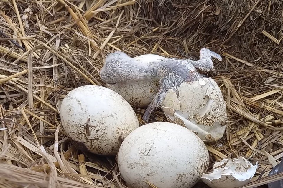     Гнездышко милоты. Видео появления на свет маленьких аистят под Рязанью взорвало YouTube.