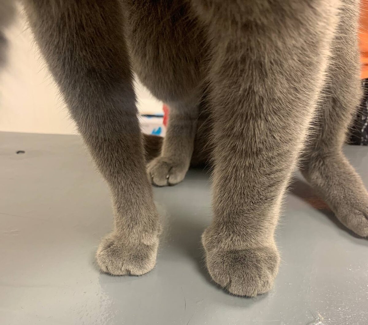 Отёк левой грудной конечности после укуса змеи 