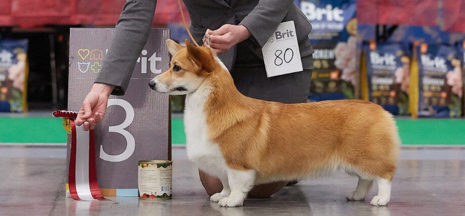    Вельш-корги-пемброк на выставке «Corgi Symphony 2019»Wikipedia Commons