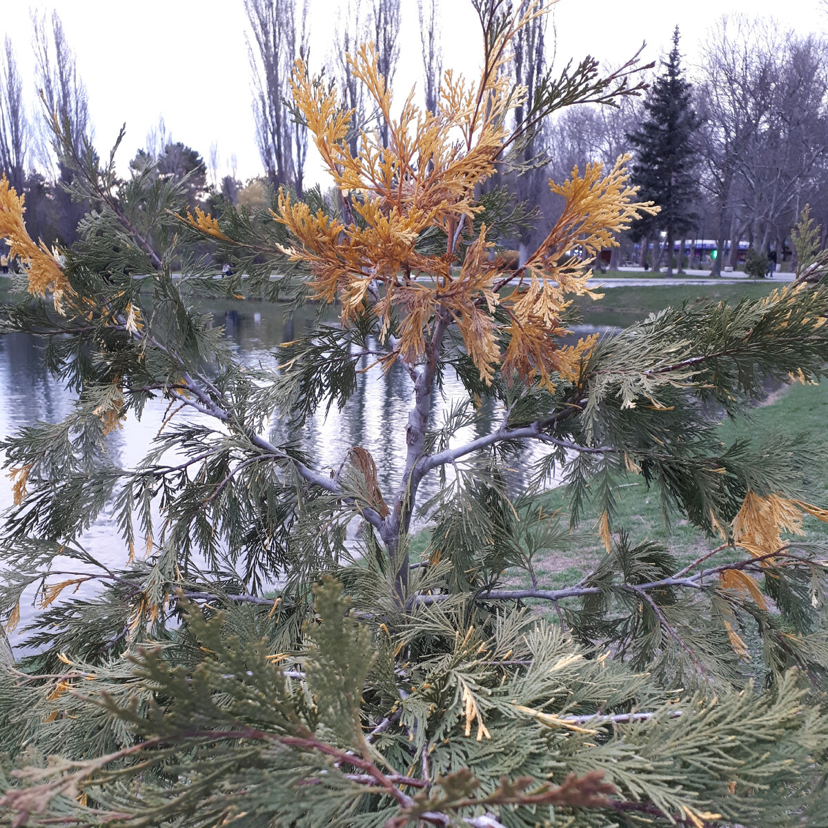 В Гагаринском парке.