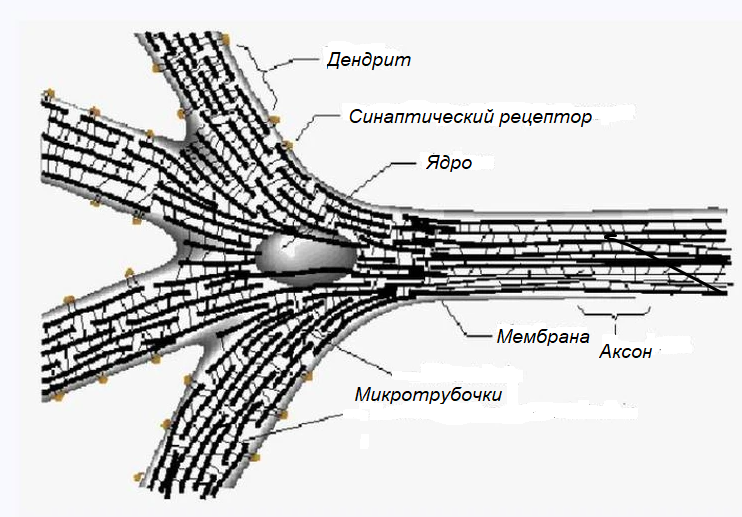 Белковые микротрубочки внутри нейронов - носители квантовых свойств в мозге.