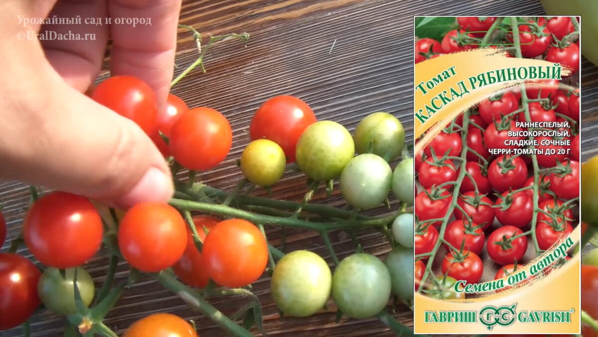 Сегодня мы разберём сорта и гибриды высокорослых томатов, которые высаживали в этом году.-12