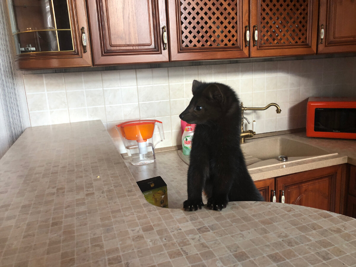 Бадди пристально смотрит на что то в комнате 