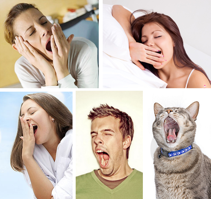 Ваш питомец с таким же выражением просит еды? 