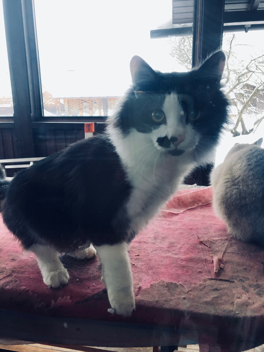 Таким Полуфриц был 1 февраля. 