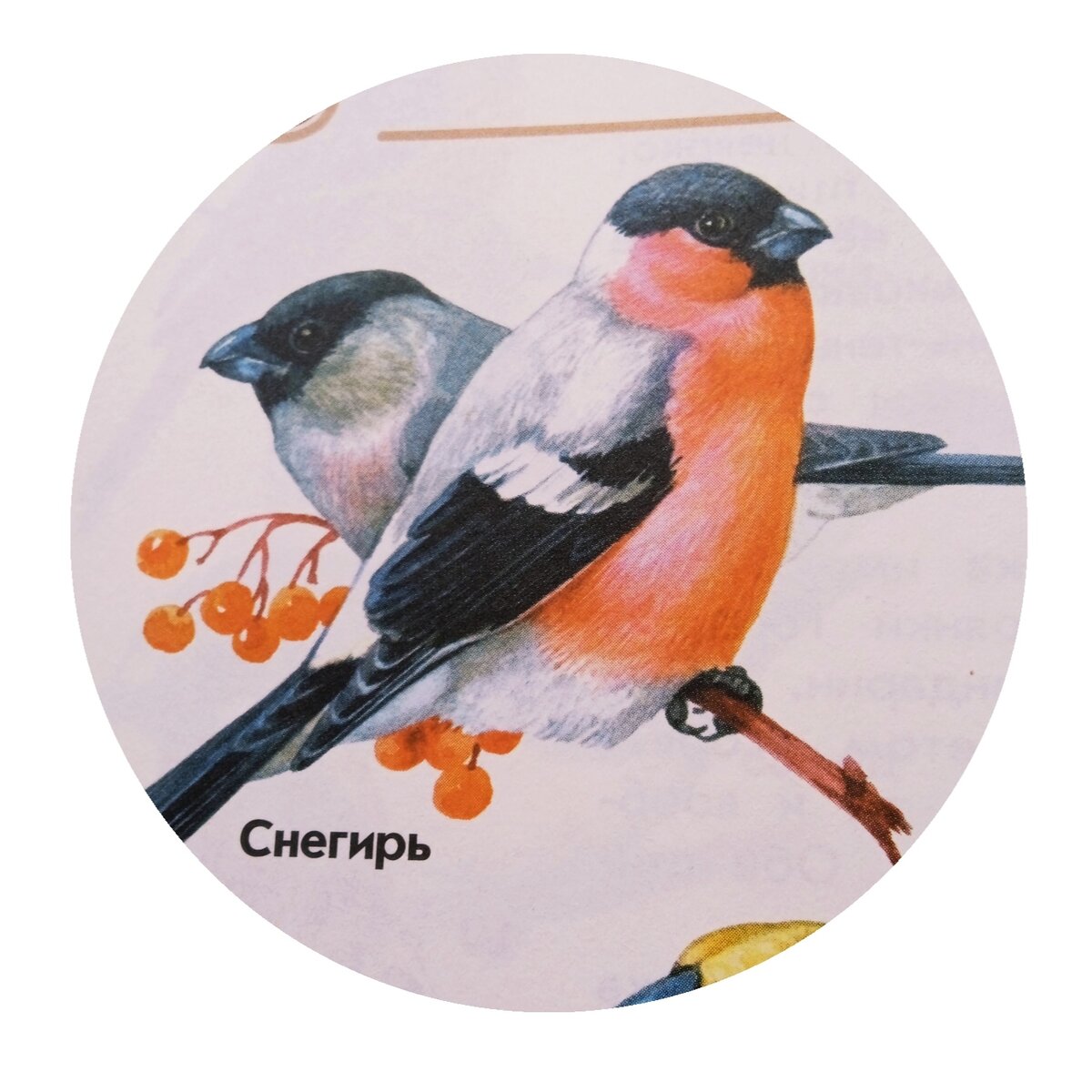 Снегири. Грудка снегиря. Факты о Снегирях. Снегирь рыжий.