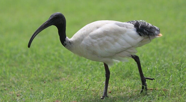     Молуккский ибис (Threskiornis molucca) Wikimedia Commons