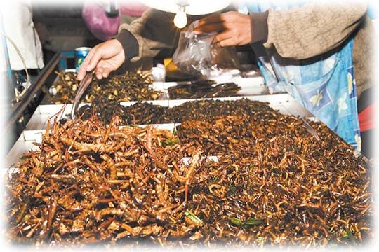    Россиянам предложили есть жуков