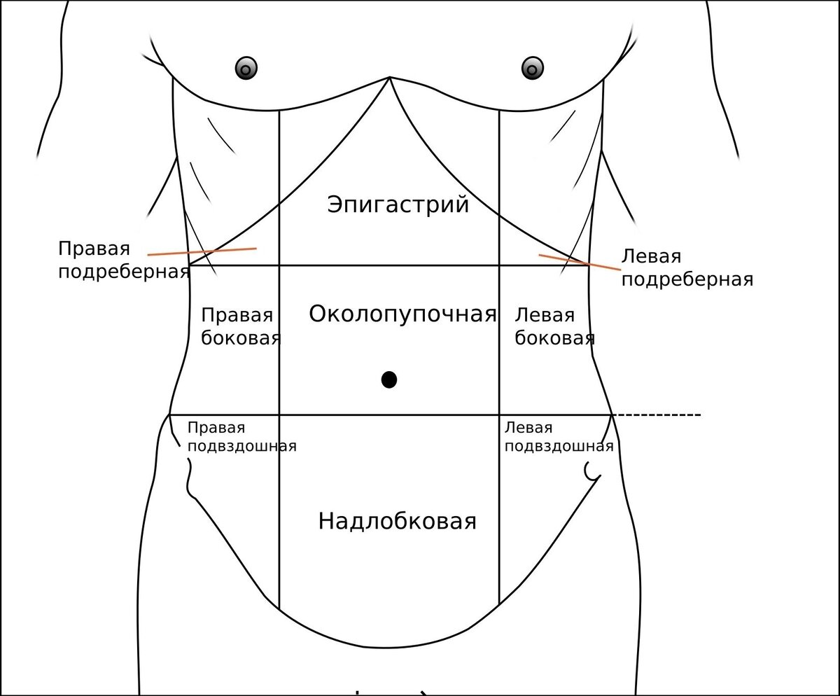 Зоны брюшной полости схема. Отделы живота человека схема. Схема деления брюшной полости на области человека. Схема брюшной полости живота.