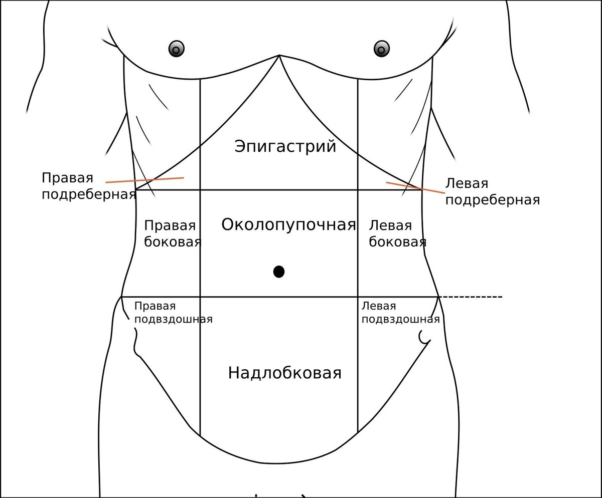 Боли слева под ребрами спереди у женщин. Зоны брюшной полости схема. Отделы живота человека схема.