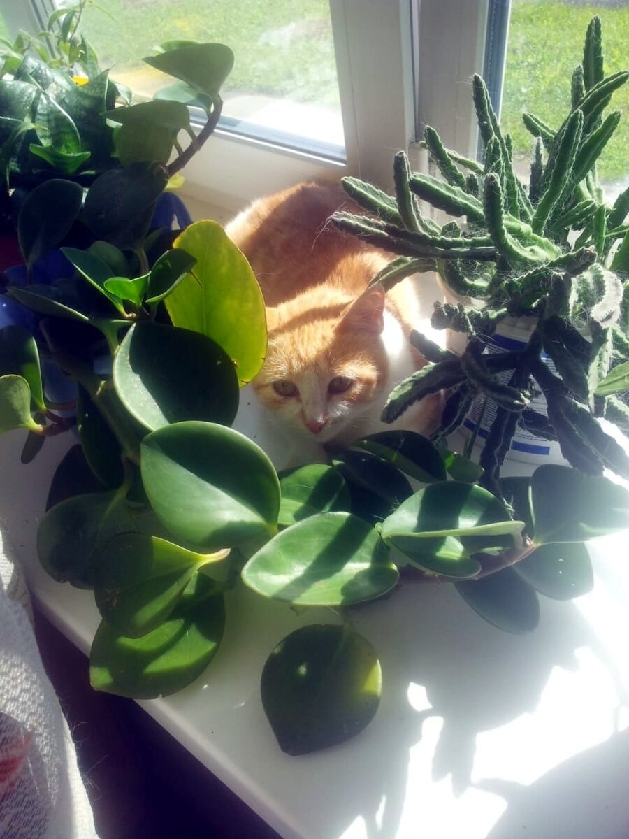 Мося среди цветов.