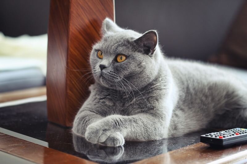 2.Британская короткошерстная 
Британские короткошерстные кошки в прошлом были придворными питомцами правителей Римской империи. Сегодня они, возможно, не так энергичны и не могут похвастаться сильно развитым охотничьим инстинктом, но они очень ласковы и понимают хозяев с полуслова. Представители этой породы заслужили всеобщую любовь своей общительностью и невозмутимостью, они отлично ладят со всеми членами семьи и с животными.
Несмотря на любовь и сильную привязанность к своей семье, британцы всегда сохраняют достоинство и не позволяют обращаться с собой как с игрушкой. Кошки этой породы обладают запоминающейся внешностью: у них очаровательно округлая мордочка, глаза неповторимого медного оттенка и голубовато-серый мех. Ценник за британца тоже стремится к 1000$, особенно если котенок может похвастаться идеальной родословной
