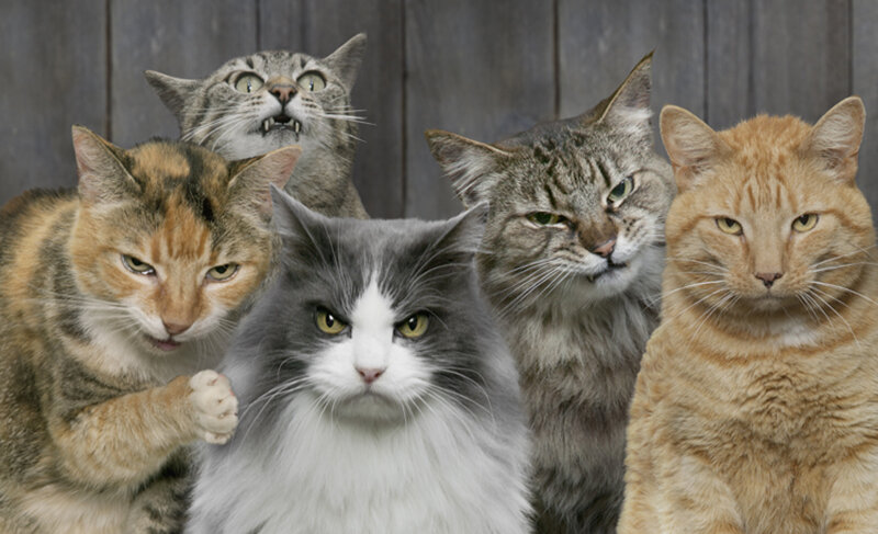 Кошачий клан