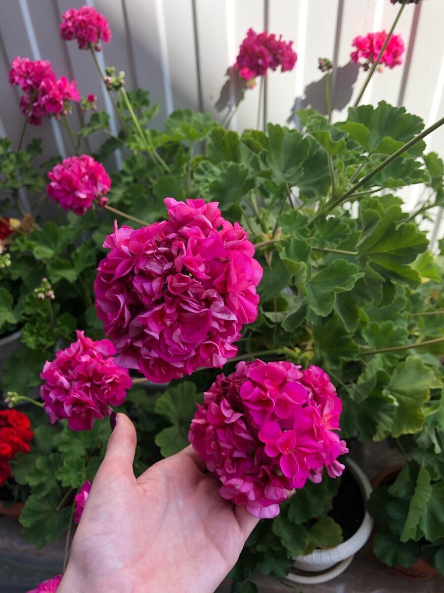 пеларгония зональная "Атлантис" - авторское фото Стрижаковой Елены 2019г