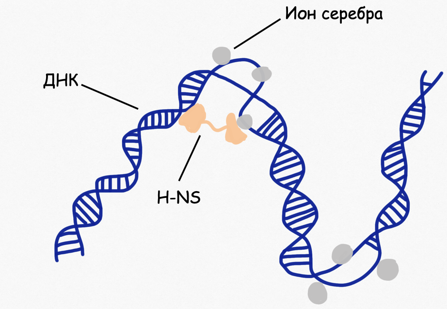 Схема действия ионов серебра на ДНК и H-NS. 