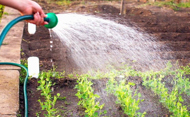 Полив рассады