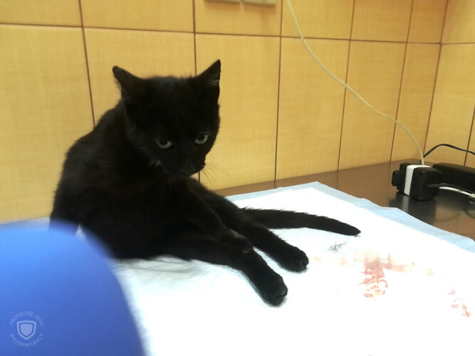 Фотографии взял с сайта приюта