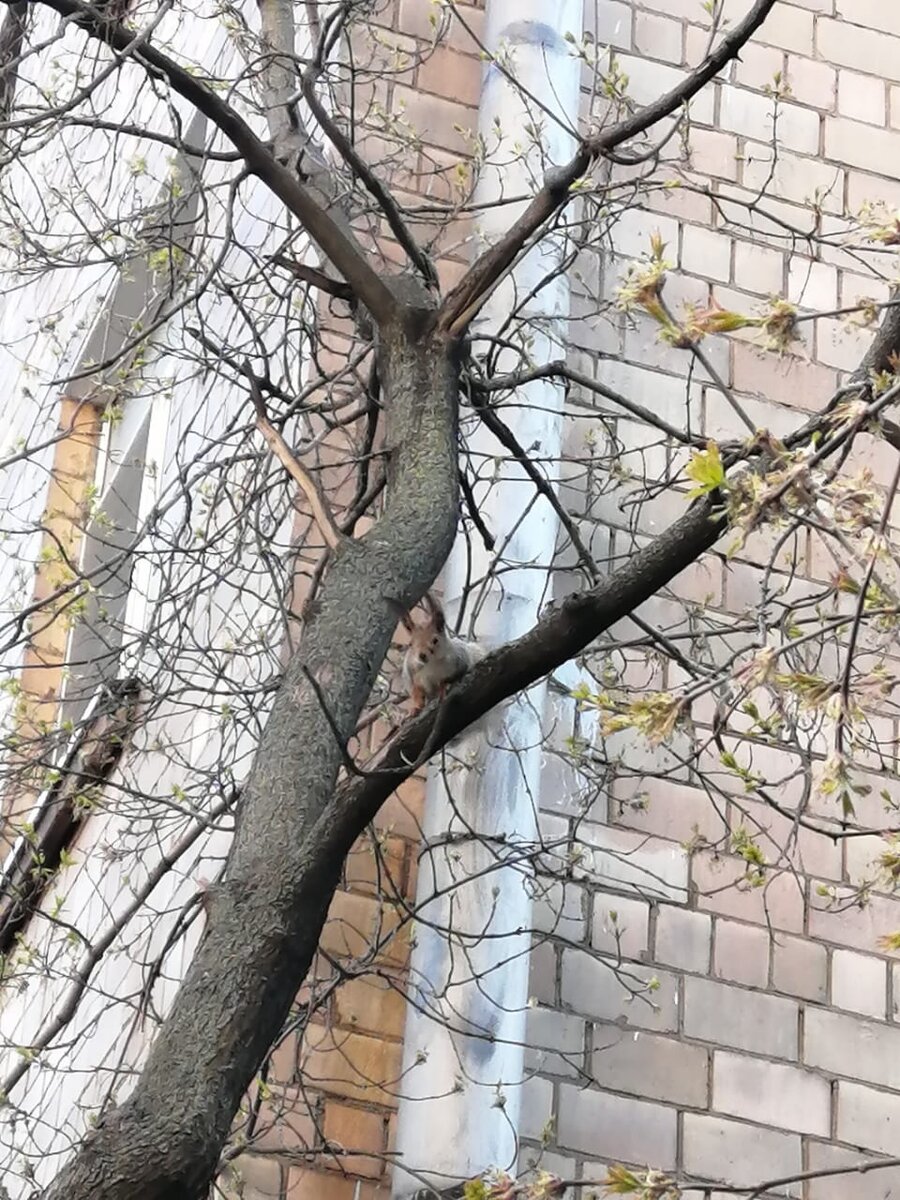 Качество не очень ,поскольку снимал из далека ,чтобы не мешать естественному росту дерева.