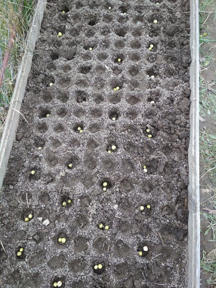 Фото с личного архива. Здесь сажаю горох в шахматном порядке.