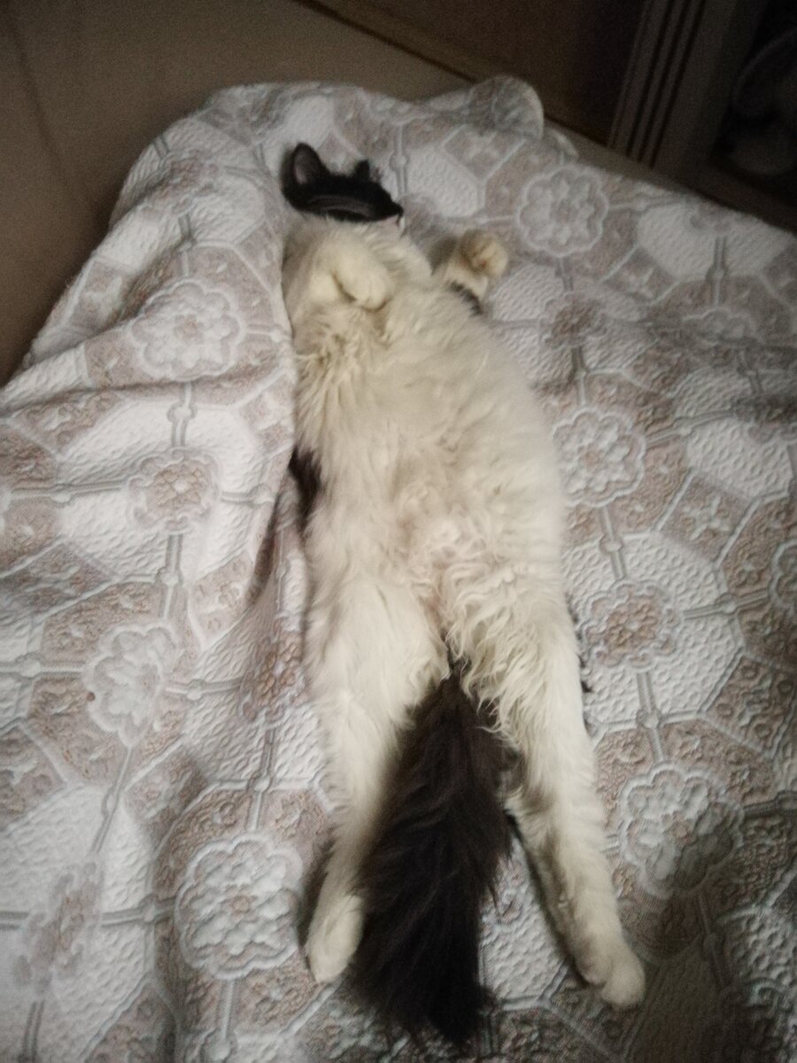 Плюшка спит