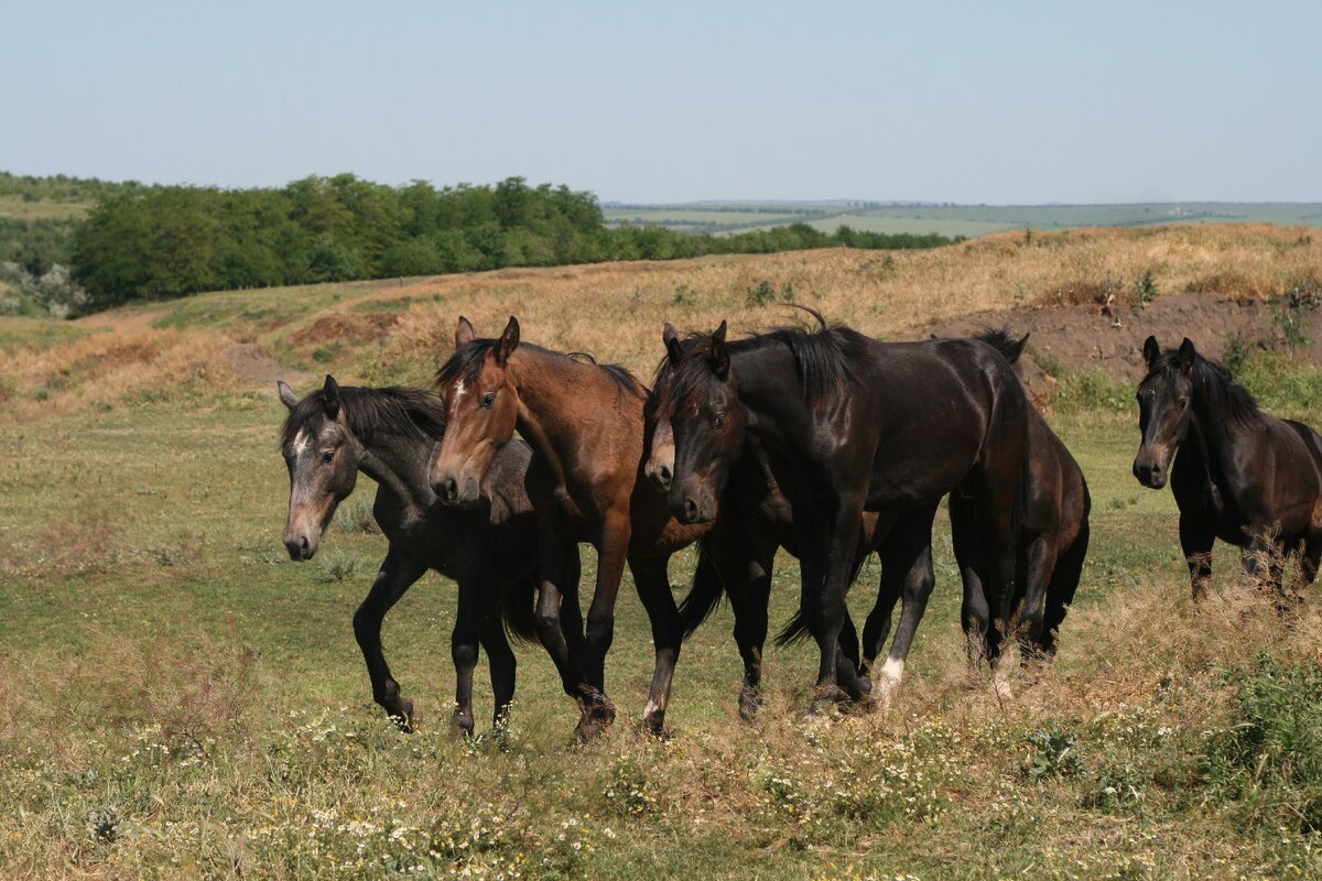 В полях Молдавии, близ г. Чадыр-Лунга. Фото В. Рыбаковой