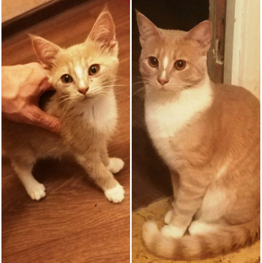 Разница: 3 месяца, когда он только приехал из приюта, и в 9 месяцев, через полгода сытой счастливой жизни.