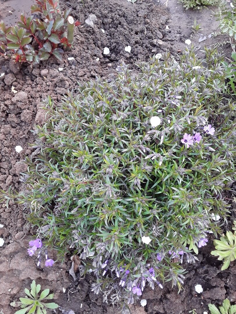 Флокс шиловидный, сорт не определен, в заказе такого нет, скорее всего пришел пересортом