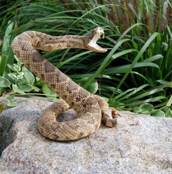 ttps://static9.depositphotos.com/1629907/1105/i/950/depositphotos_11051249-stock-photo-rattle-snake-on-a-rock.jpg