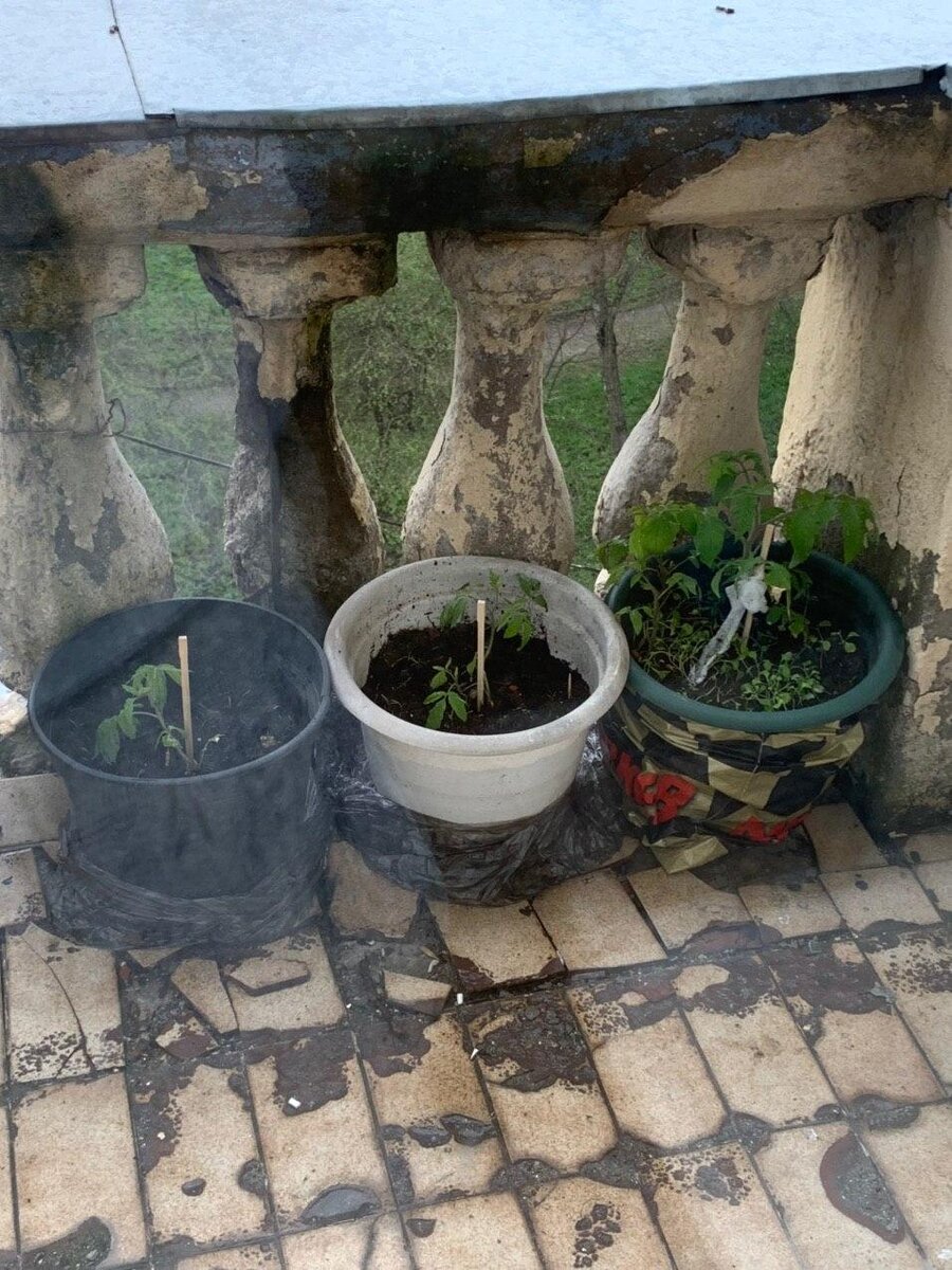 Помидоры под оконом)