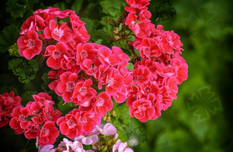 Многолетние дачные цветы для сада и огорода. Каталог с описанием