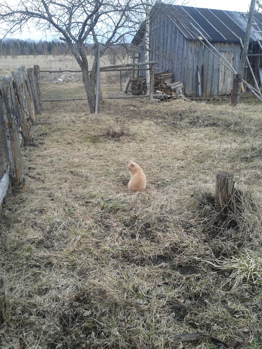 один из котов, которых мы приютили и откормили))).