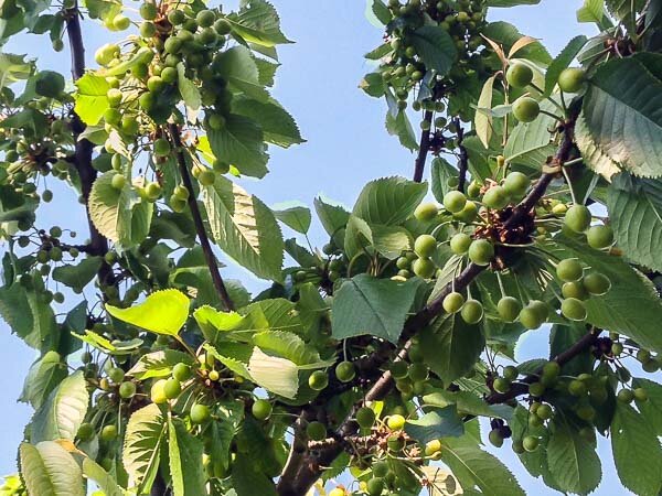 Почему мы спилили вишню и черешню и заменили их одной черевишней