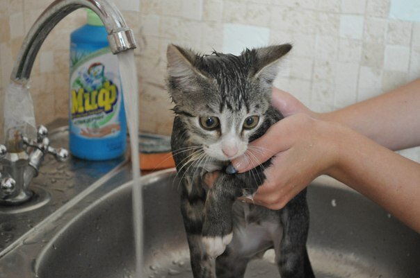 Бывает так что коты зассыкают всё и даже душу!
