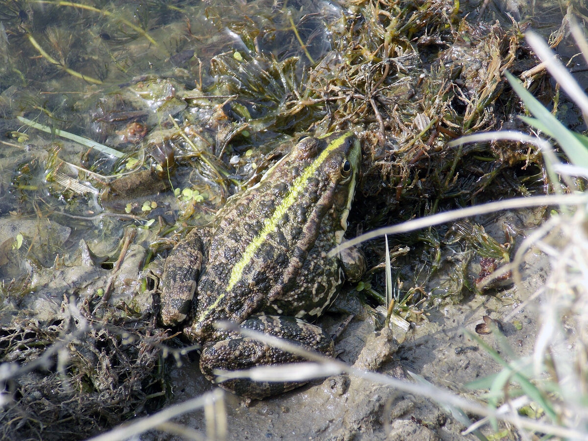 Из плюсов этого фотоаппарата можно отметить солидный зум, к объекту съёмки не нужно было подходить вплотную,что здорово для начинающего. Nikon COOLPIX L810