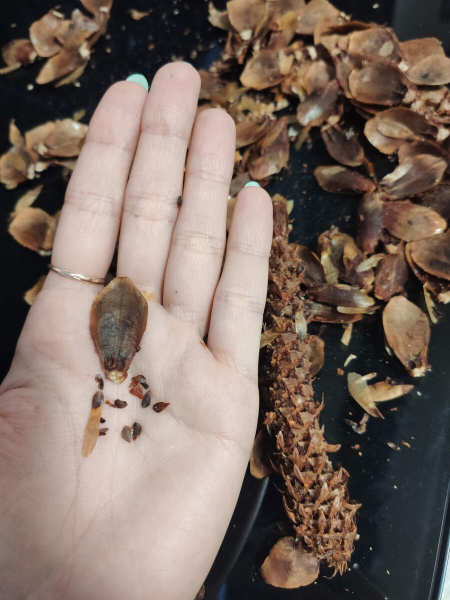 Семечки от еловой шишки, и всё, что от неё осталось))