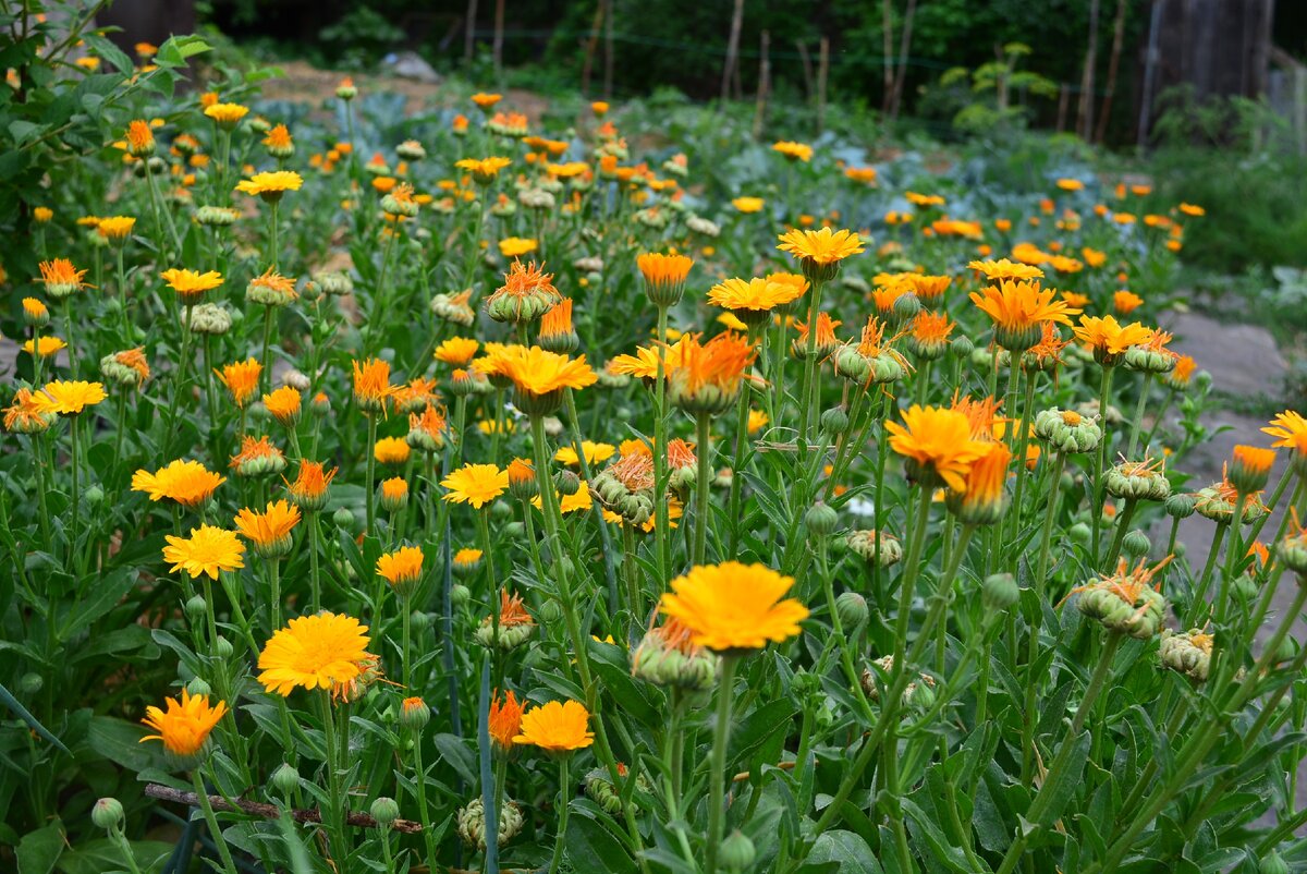 не жалею места для ковров из календулы!
